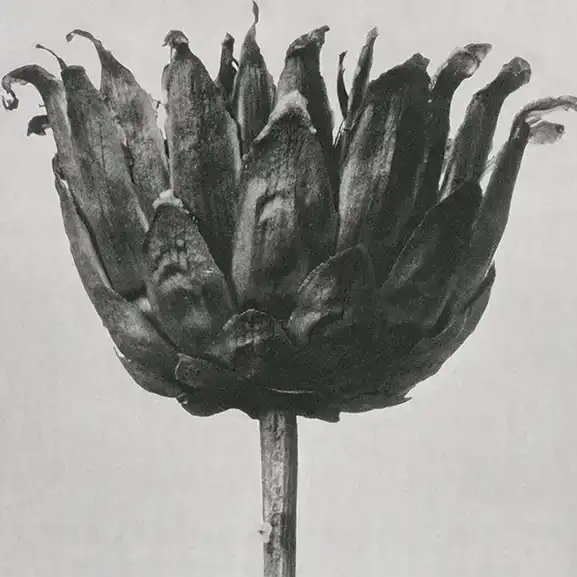 Imagen para el servicio